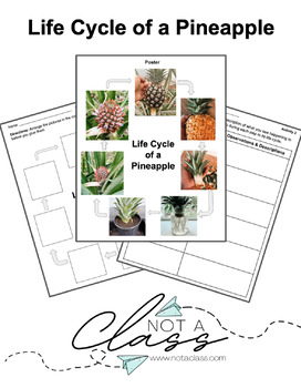 Preview of Life Cycle of a Plant Activity: Pineapple | Science & Garden Club Resource 