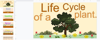 Preview of Life Cycle of a Plant-