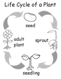 Life Cycle of a Plant 1 pg, 4 versions: b&w/color, tracing