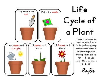 Life Cycle of a Plant by Baylee Robla | Teachers Pay Teachers
