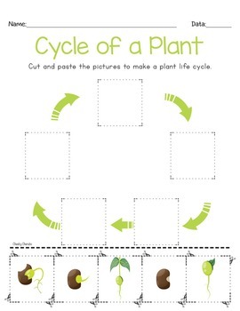 Life Cycle of a Plant - Posters and Activities by Cheeky Cherubs