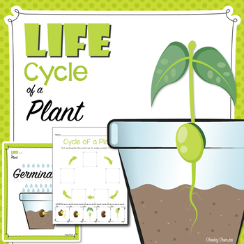 Preview of Life Cycle of a Plant - Posters and Activities