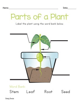 Life Cycle of a Plant Posters and Activities