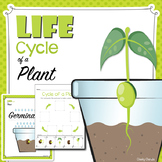 Life Cycle of a Plant - Posters and Activities