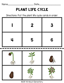 Life Cycle of a Plant by All About Elementary | Teachers Pay Teachers