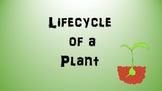 Life Cycle of a Plant