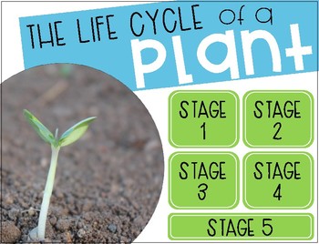 Preview of Life Cycle of a Plant {Clickable}