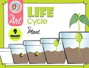 Preview of Life Cycle of a Plant - Clip Art