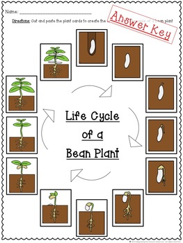 Life Cycle of a Plant Cut and Paste by Magnifying the Science Classroom
