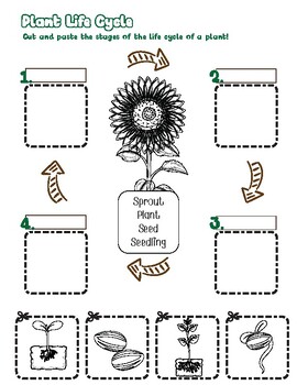 Preview of Life Cycle of a Plant Cut and Paste Worksheet
