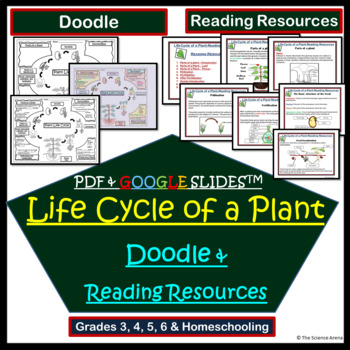 Preview of Life Cycle of a Plant Doodle | Science Doodles | Study Passages Grades 3-6