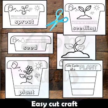 Life Cycle of a Plant Flip book Craft, Lifecycle Sequencing & Color ...