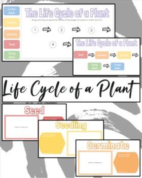 Preview of Life Cycle of a Plant - Google Slides - Student Project
