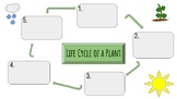 Life Cycle of a Plant Graphic Organizer