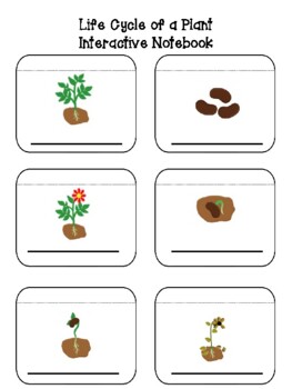 Preview of Life Cycle of a Plant | Interactive Notebook | Manipulatives | Science