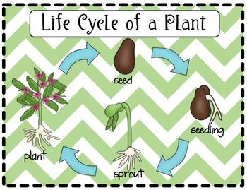 Life Cycle of a Plant Packet by Shannon Allison -- PrintPlanRepeat