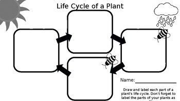 Preview of Life Cycle of a Plant, Plant Graphic Organizers, Plants and Plant Life Cycle