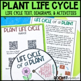 Life Cycle Plants | Plant Life Cycle Craft