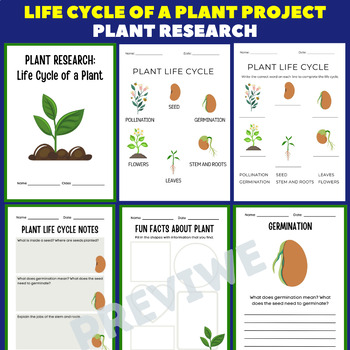 Preview of Life Cycle of a Plant Project - Plant Research