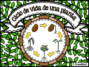 Preview of Life Cycle of a Plant (Spanish)