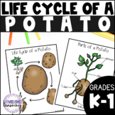 Life Cycle of a Potato Activities, Worksheets, Booklet - P