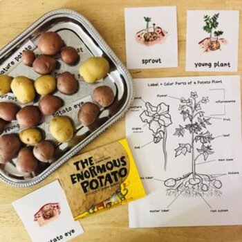 Preview of Life Cycle of a Potato Unit Study