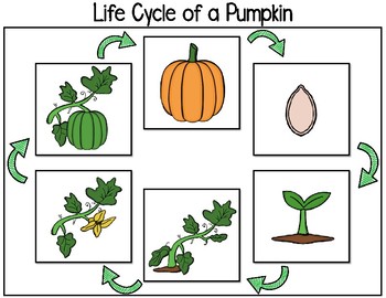 Life Cycle of a Pumpkin by Around the Clock Literacy | TpT