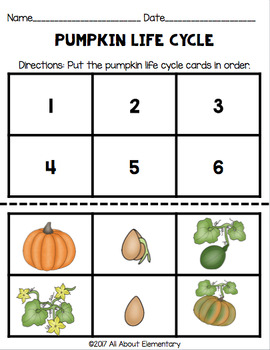 Life Cycle of a Pumpkin by All About Elementary | TPT