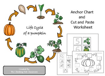 Preview of Life Cycle of a Pumpkin Anchor Chart and Worksheet