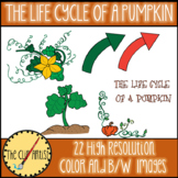 Life Cycle of a Pumpkin Clip Art