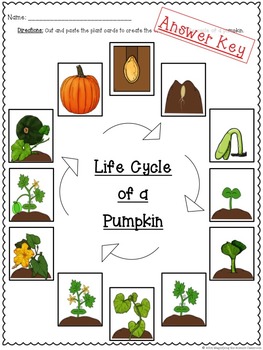 Life Cycle of a Pumpkin Cut and Paste by Magnifying the Science Classroom