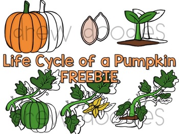 Preview of Life Cycle of a Pumpkin FREEBIE- Color and Black Line Versions
