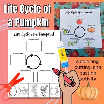 Life Cycle of a Pumpkin- Fall Activity: coloring, cutting and gluing ...