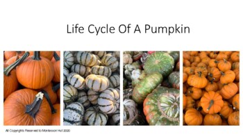 Preview of Life Cycle of a Pumpkin-Montessori Three Part Cards