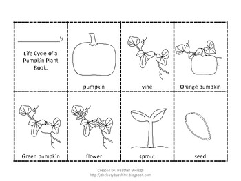 Life Cycle of a Pumpkin Plant by Heather Byers- The Busy Busy Hive
