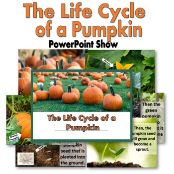 Preview of Life Cycle of a Pumpkin PowerPoint Presentation Show