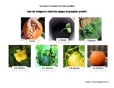 Life Cycle of a Pumpkin by Fridell and Walsh Activities