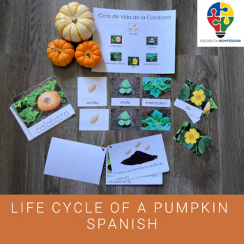 Preview of Life Cycle of a Pumpkin in Spanish (Montessori)