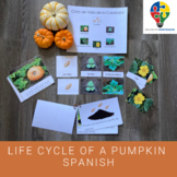 Life Cycle of a Pumpkin in Spanish (Montessori)