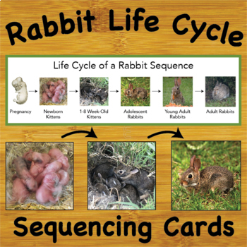 Preview of Life Cycle of a Rabbit Sequencing Cards