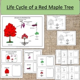 Life Cycle of a Red Maple Tree Botany Science Seasonal