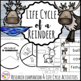 Life Cycle of a Reindeer