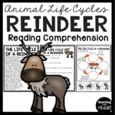 Life Cycle of a Reindeer Reading Comprehension Worksheet W