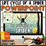 Life Cycle of a SPIDER PowerPoint & Google Slides Lesson, 
