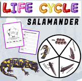 Life Cycle of a Salamander - life cycle of a Salamander craft.