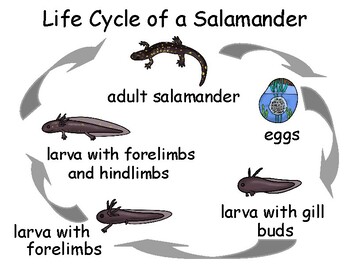 Life Cycle of a Salamander, 8 pages: complex/simple, printed/tracing ...