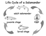 Life Cycle of a Salamander for dysgraphia learners- 8 page