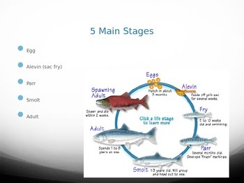 Life Cycle of a Salmon PowerPoint by Shannon's School Shop | TPT