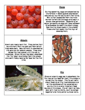 Preview of Life Cycle of a Salmon (fish)