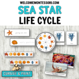 Life Cycle of a Sea Star: Montessori Ocean Theme Activitie